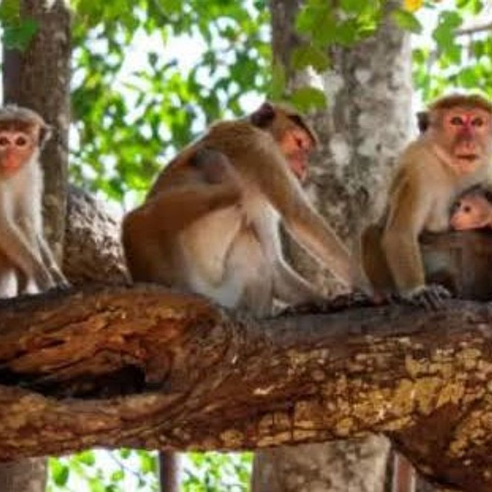 पीलीभीत टाइगर-रिजर्व में बरेली के बंदरों को नहीं मिलेगी जगह:बाघों पर संक्रमण का खतरा, पीटीआर में छोड़ने आने वालों को लौटाएगा वन विभाग