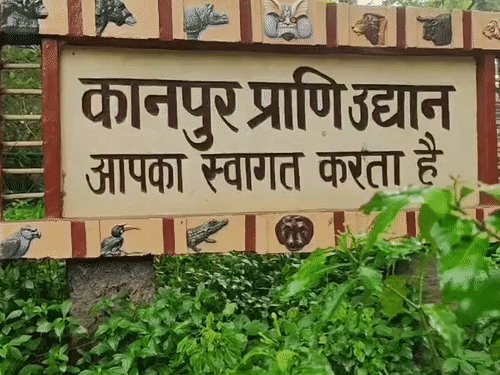 चिड़ियाघर में 15 दिन में 4 काले हिरण की मौत:डाक्टर बोले- टैबनिड फ्लाई मक्खी से फैलता है संक्रमण, 2015 में हुई थी मौते