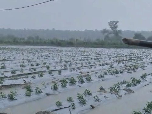 फसलों के नुकसान की होगी भरपाई:कल गोरखपुर से 9.18 लाख किसानों के खाते में क्षतिपूर्ति की धनराशि भेजेंगे CM योगी