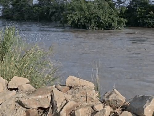 कुशीनगर में नारायणी नदी का कहर, 700 मीटर कटान:एपी तटबंध पर फिर बढ़ा खतरा, सड़कें टूटने और फसलें बर्बाद होने से बढ़ीं मुश्किलें