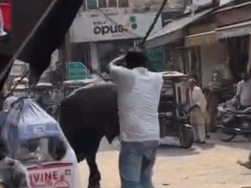 बागपत की बड़ौत बाजार में सांडों की भिड़ंत का VIDEO:कई वाहन टूटे, बाजार में भगदड़, लोग बोले- गोशाला भेजें बेसहारा पशु
