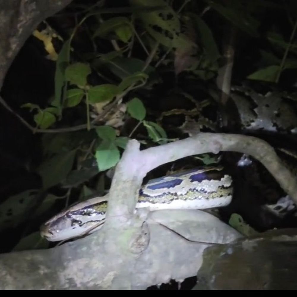महाराजगंज में पेड़ पर दिखा अजगर:गांव के लोग बोले- 20 फीट लंबा था, वन विभाग ने किया रेस्क्यू