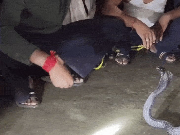 लखीमपुर में घर में घुसा 3फीट लंबा स्पेक्टेकल कोबरा, VIDEO:वन विभाग की टीम ने रेस्क्यू कर जंगल में छोड़ा, ग्रामीणों में दहशत
