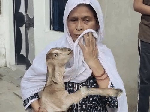 बकरी की तलाश में रोते हुए घूम रही अफसाना:गोद में बकरी दो बच्चेद्व हाथ में फोटो और आंखों में आंसू, कहती है दूध नहीं पी रहे