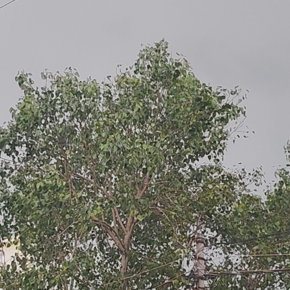 अमेठी में अचानक बदला मौसम, तेज बारिश हुई:गरज-चमक के साथ बरसे बादल, तापमान 28 डिग्री पहुंचा; रेड अलर्ट जारी