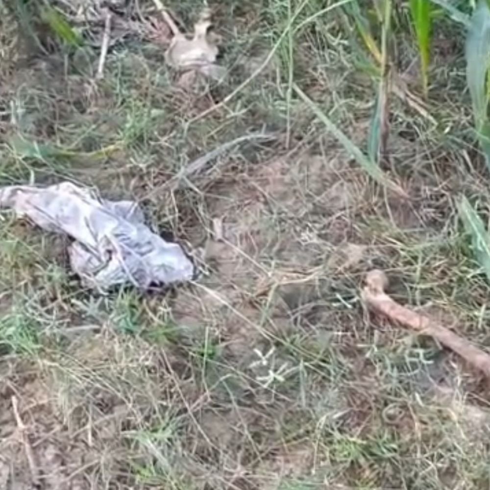 औरैया में बाजरे के खेत में मिला मानव कंकाल:खोपड़ी, रीढ़ और पैरों की हड्डियां मिलीं, पुलिस ने फॉरेंसिक टीम बुलाई