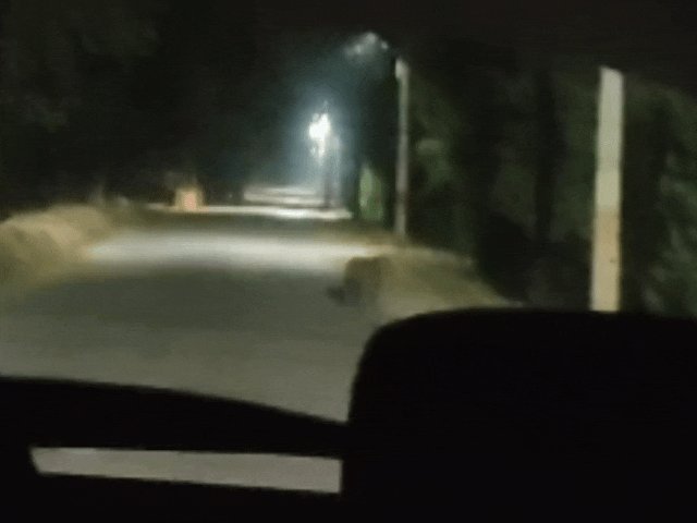 अयोध्या कैंट छावनी क्षेत्र में तेंदुए की मौजूदगी से दहशत:वन विभाग ने बढ़ाई निगरानी,जवानों और स्थानीय लोगों को किया जागरूक