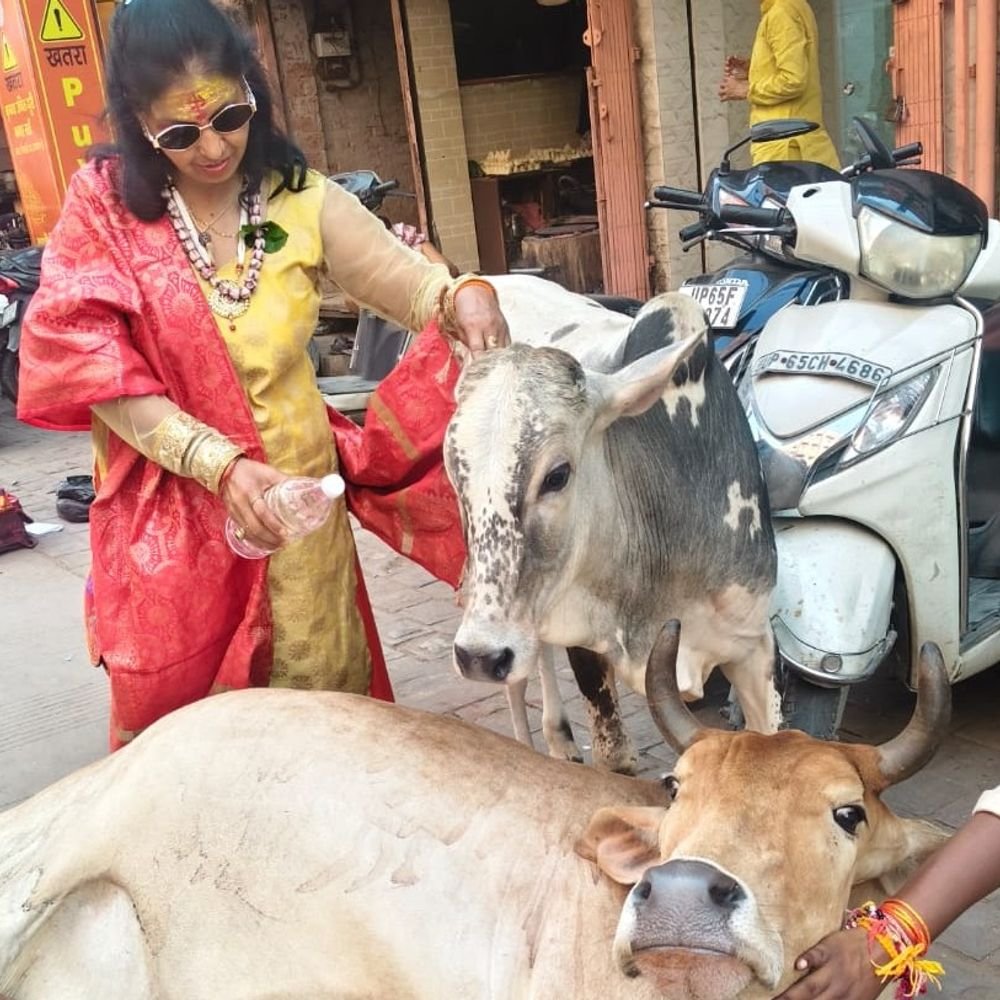 बरेली में विश्व पशु दिवस आयोजित:पशुओं की सुरक्षा पर दिया बल, क्रूरता रोकने को कानून समझने की अपील
