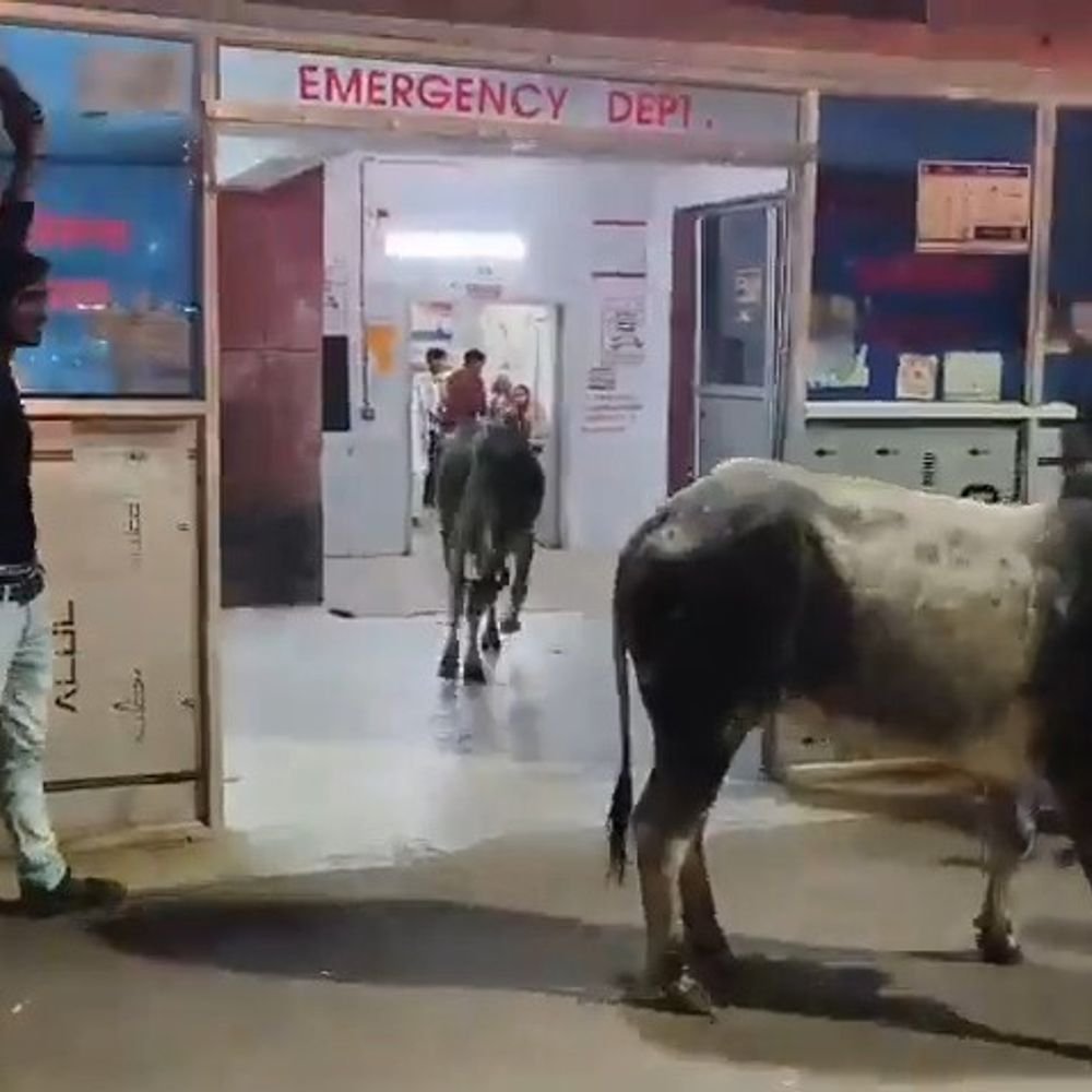 महोबा जिला अस्पताल के वार्ड में घुसे दो आवारा सांड:तीमारदारों ने मशक्कत के बाद एक-एक कर दोनों को खदेड़ा बाहर