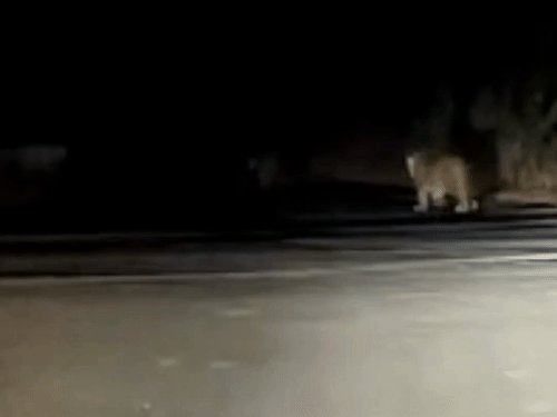 नवादा नहर पुल के पास एक साथ दिखे पांच तेंदुए:कार सवार ने वीडियो बनाया, सोशल मीडिया पर वायरल होने से ग्रामीणों में दहशत