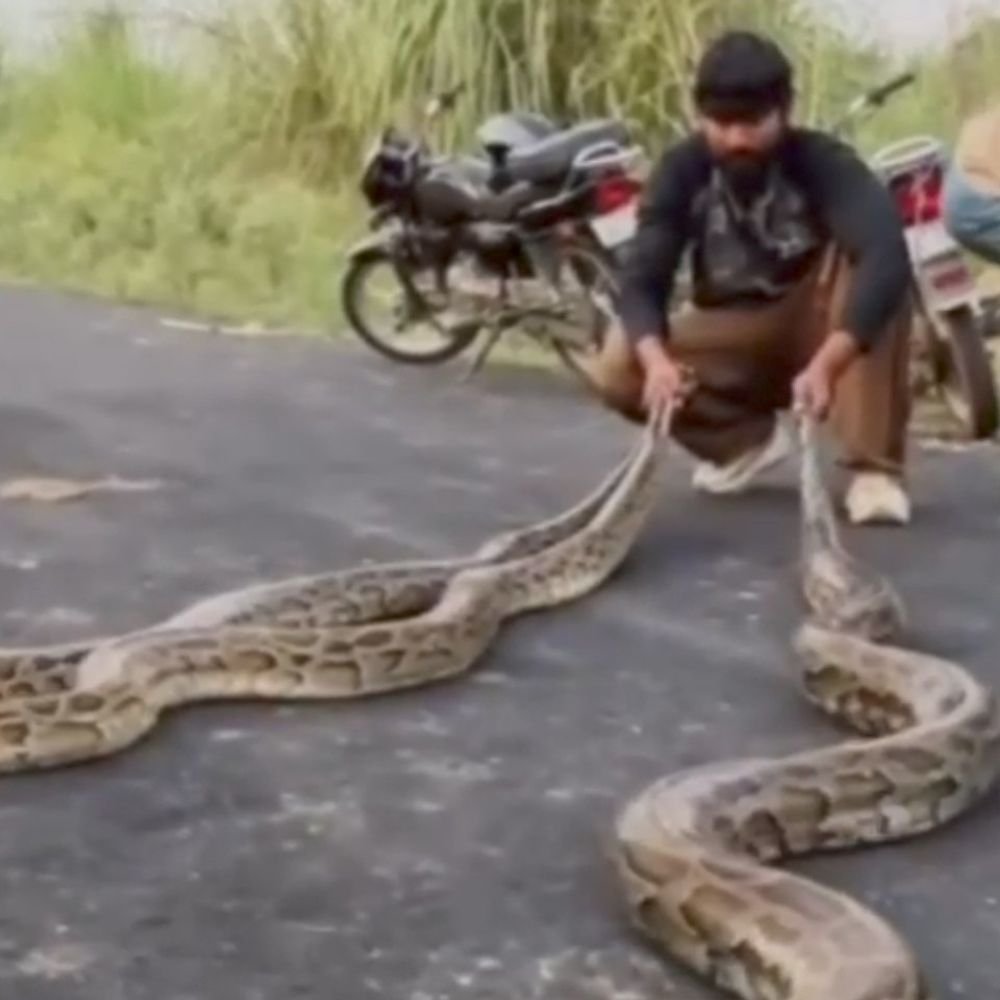 बुलंदशहर में अजगरों को गले में लपेटकर स्टंट:4 से 5 युवकों की पहचान में जुटी पुलिस और साइबर सेल; DFO ने जांच के लिए टीम लगाई