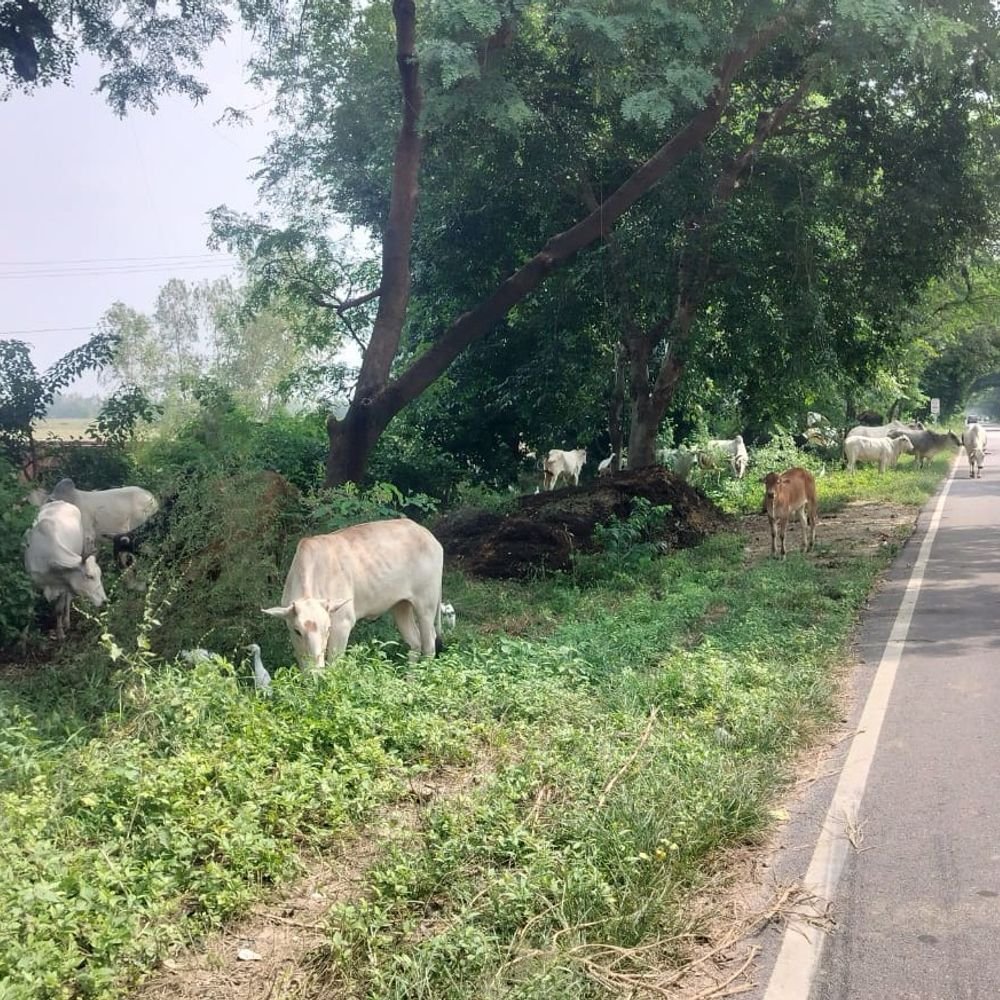उन्नाव-हरदोई मार्ग पर गोवंशों का जमावड़ा:डीएम के निर्देशों के बावजूद सड़कों पर गोवंश, संरक्षण के दावों पर सवाल, CVO बोले टैगिंग होगी