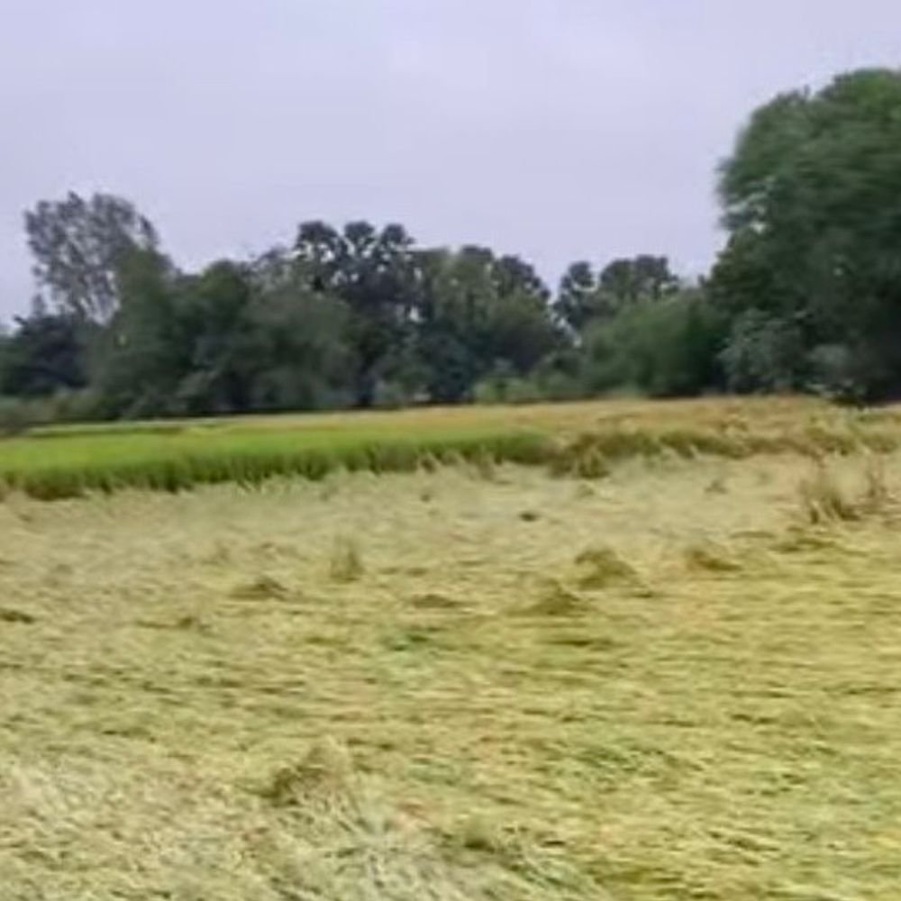 भड़सर में आंधी-बारिश से खेतों में गिरीं फसलें:किसानों को नुकसान; आसपास के गांवों में भी शुक्रवार को तेज हवाओं के साथ हुई बारिश