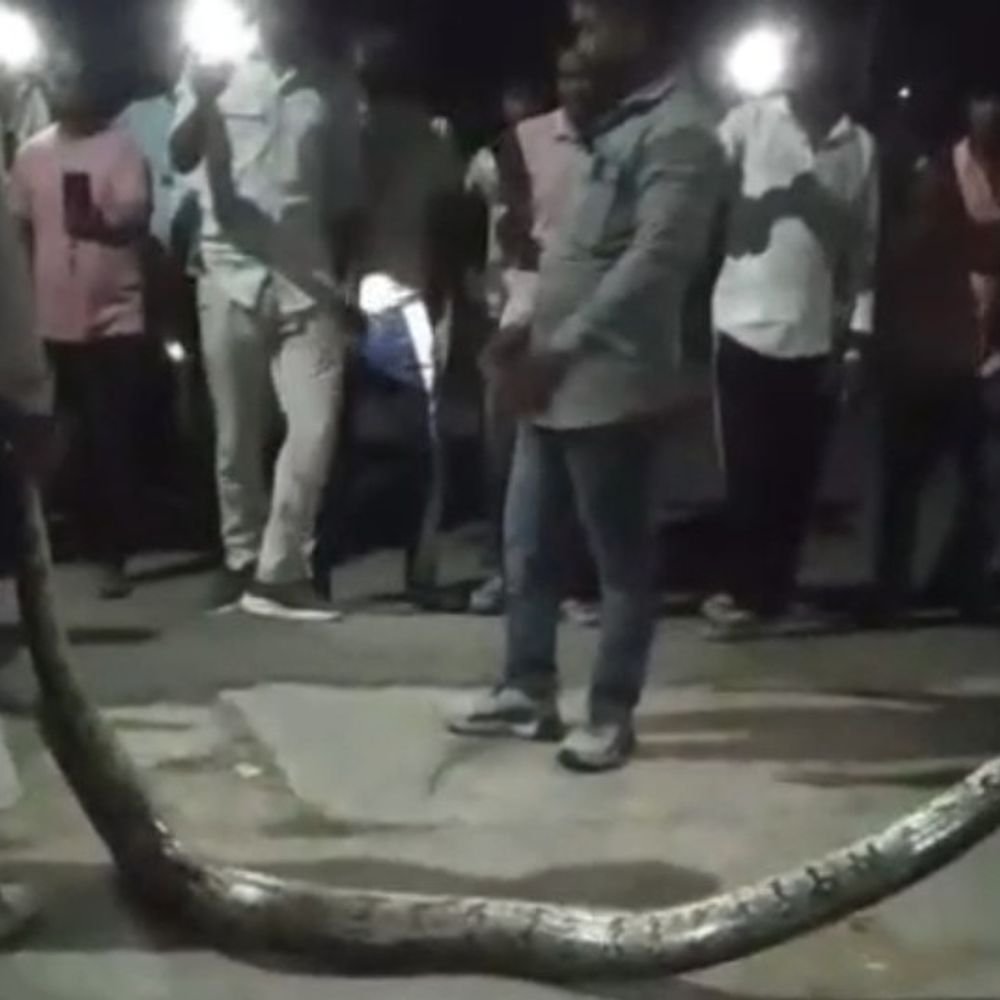 झूंसी रेलवे स्टेशन के पास दिखा 12फीट लंबा अजगर, VIDEO:प्रयागराज के बहादुरपुर में झाड़ियों के बीच छिपा था, लोगों में दहशत