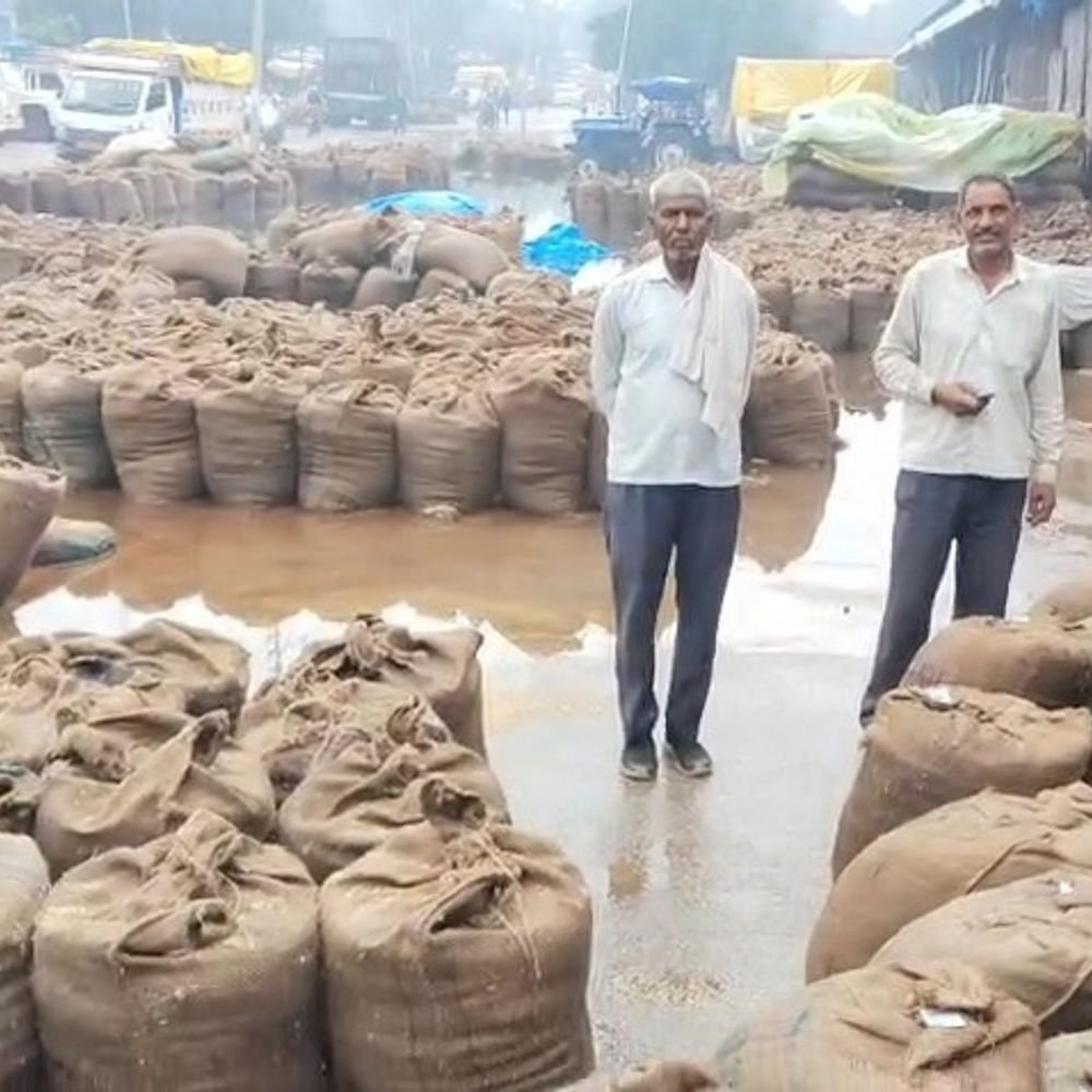 मथुरा मंडी में जलभराव से धान-बाजरे की फसल डूबी:किसानों को भारी नुकसान, व्यवस्थाओं पर उठाए सवाल