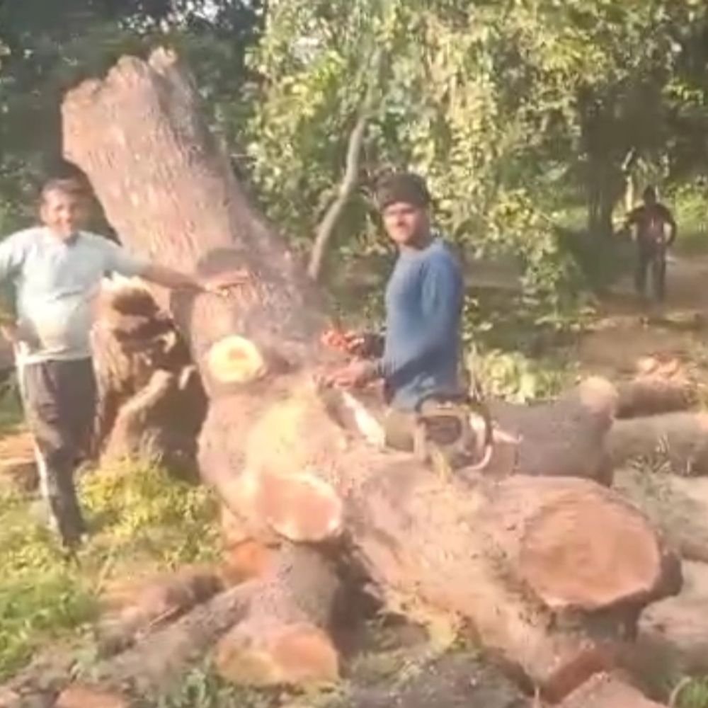 एटा में वक्फ बोर्ड की जमीन पर काटे हरे पेड़:बिना अनुमति काटे गए 15-17 वृक्ष, दरगाह कमेटी अध्यक्ष समेत दो पर FIR