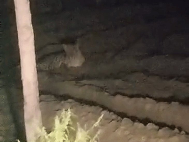 अमरोहा में खेत में तेंदुआ दिखा, VIDEO:ग्रामीणों में दहशत फैली, पुलिस बोले- ग्रामीण सतर्कता से बाहर निकले
