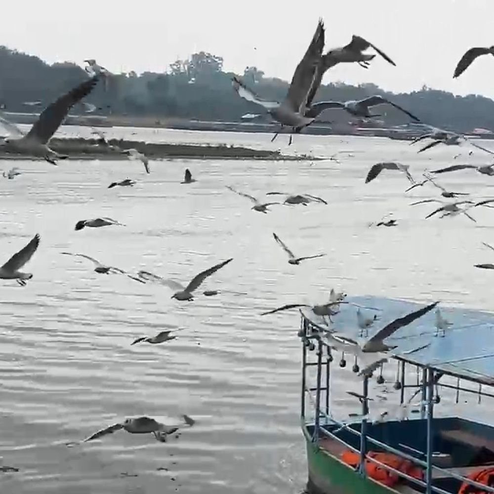प्रवासी पक्षियों का यमुना किनारे आना शुरू:मथुरा में साइबेरिया, रूस, मध्य एशिया और यूरोप से आए पक्षी दिखे