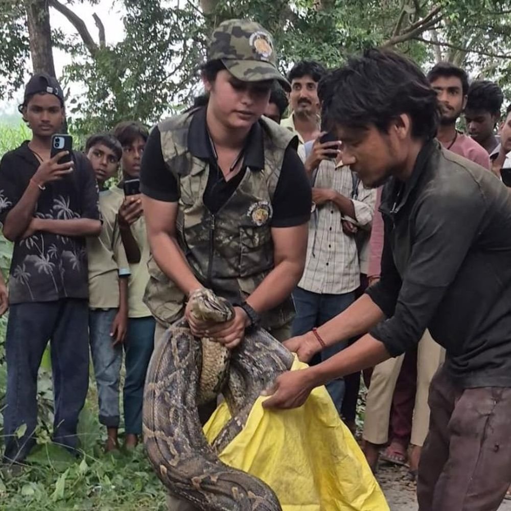 लखीमपुर-खीरी में सड़क पर निकला 16 फीट लंबा अजगर:वन विभाग की टीम ने रेस्क्यू कर जंगल में छोड़ा, दो घंटे तक रुका ट्रैफिक