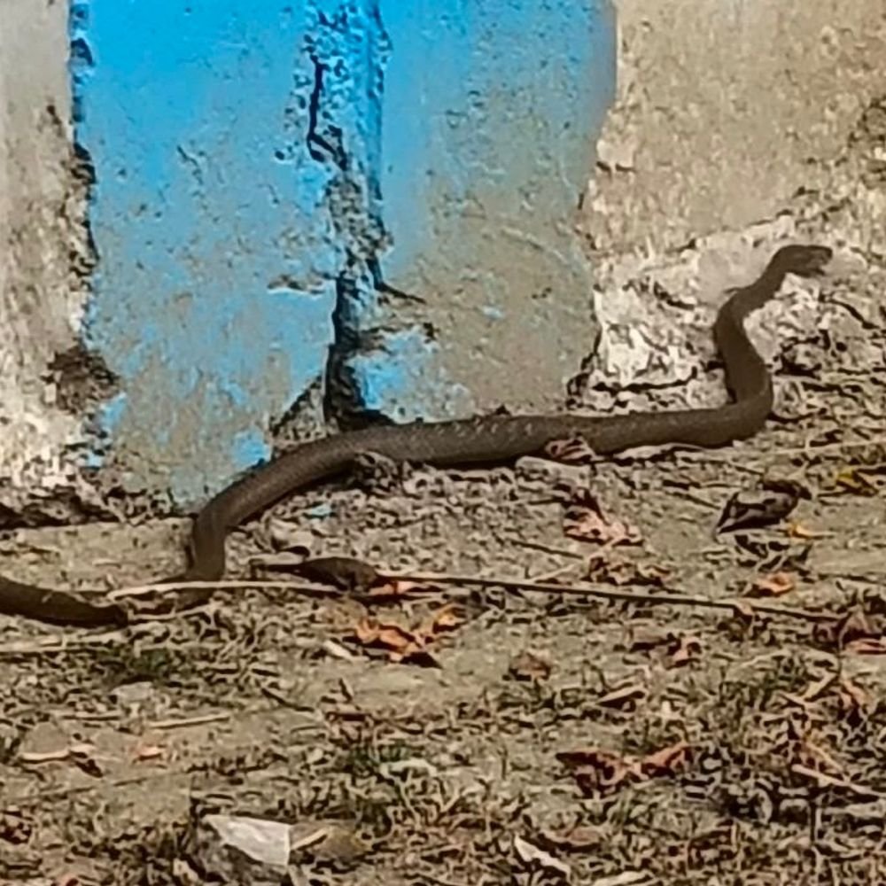 एयरफोर्स की दीवार के पास निकला दो मीटर लंबा सांप:कानपुर में मची अफरातफरी, लोगों ने पकड़कर जंगल में छोड़ा