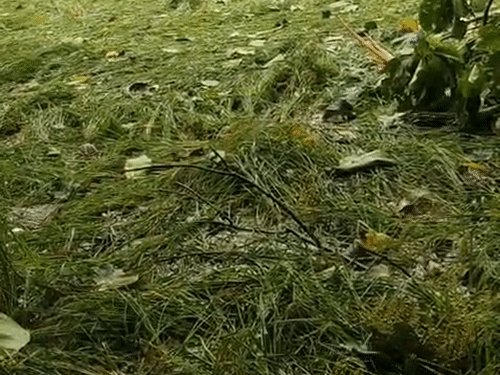 9.18 लाख किसानों के खाते में राहत धनराशि भेजेंगे CM:प्राकृतिक आपदा से फसलों को हुए नुकसान की होगी भरपाई; आज होगा कार्यक्रम