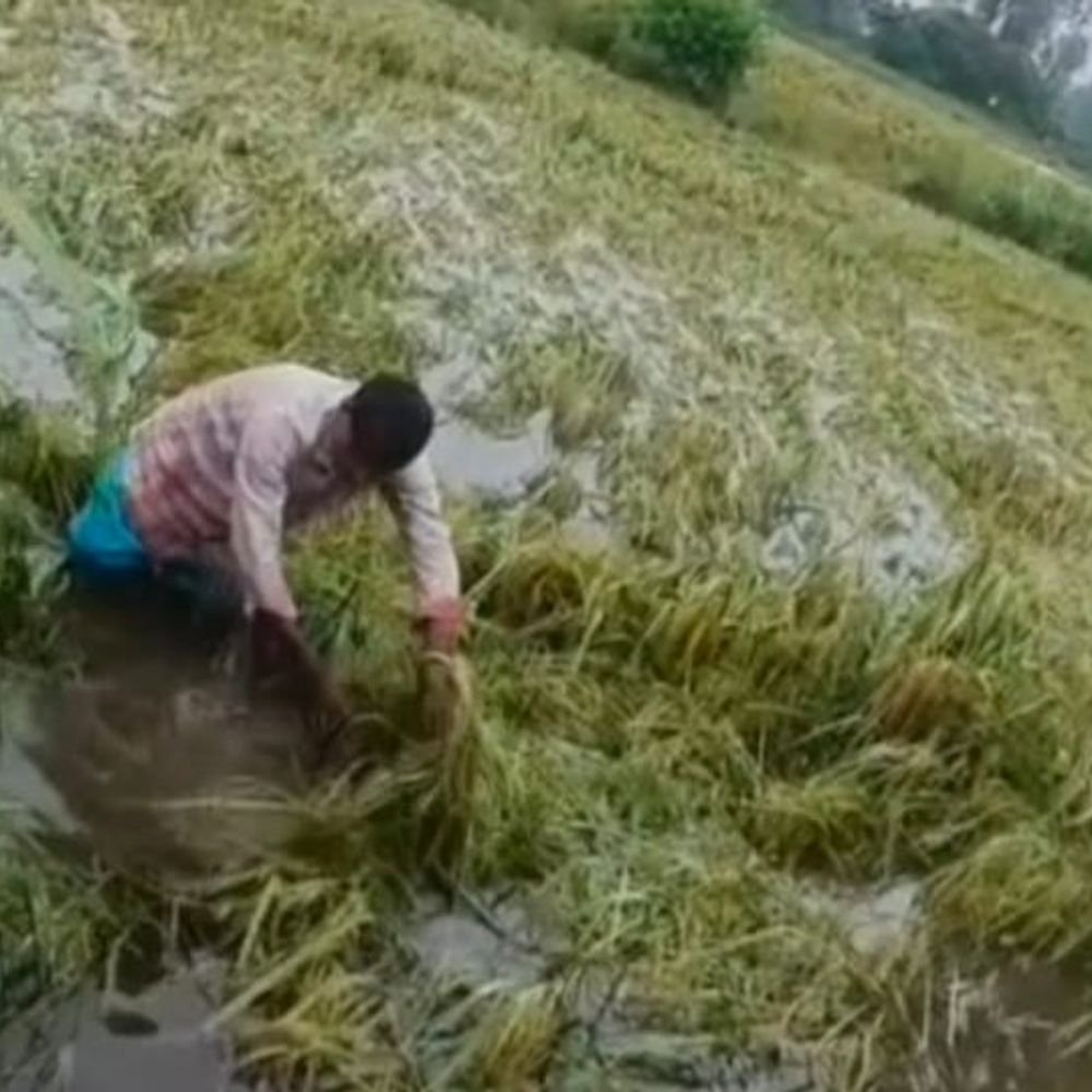 संभल में बेमौसम बारिश से फसल बर्बाद:गुन्नौर विधायक ने किसानों के मुआवजे की मांग को सौंपा ज्ञापन