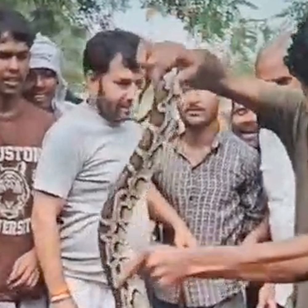 बुलंदशहर में पेड़ पर दिखा 10 फीट का अजगर:ग्रामीणों ने रेस्क्यू कर उतारा, वन विभाग ने जंगल में छोड़ा