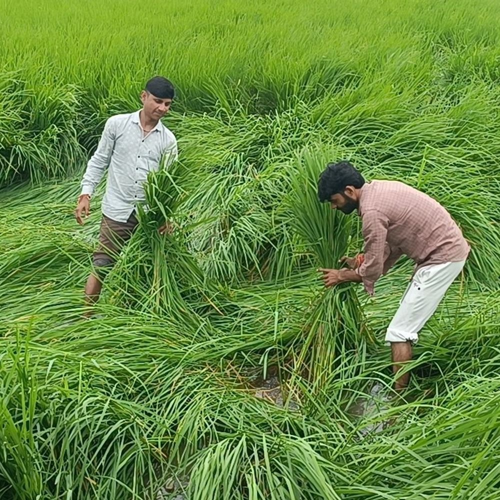 जालौन में 34 हजार हेक्टेयर फसल बर्बाद:53 हजार किसान प्रभावित, 5 करोड़ की पहली किस्त मिली; प्रशासन ने 29 करोड़ रुपए का प्रस्ताव भेजा था