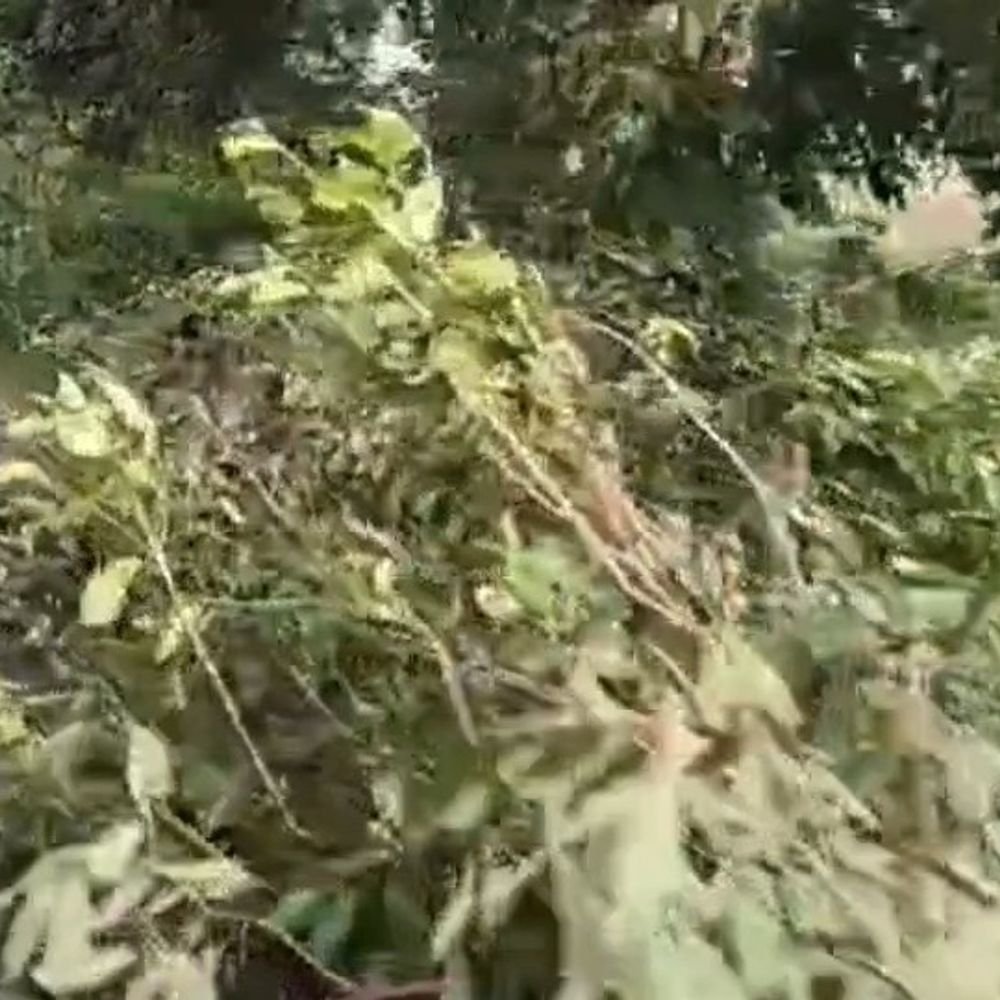 फर्रुखाबाद में तेज आंधी-बारिश से पेड़ गिरे:ओले गिरने से किसानों की चिंता बढ़ी, पांचाल घाट का रास्ता बंद