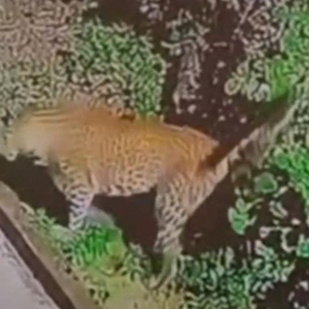 प्रयागराज के रिसर्च सेंटर में घुसा तेंदुआ-VIDEO:सीसीटीवी में कैद हुई चहलकदमी, अजबैयां में बाउंड्री से घर में कूदा; 22 गांवों में दहशत