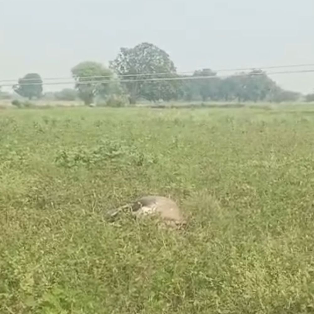 करंट लगने से नीलगाय और तीन भैस की मौत:झांसी में तीन भैंसों की मौत के बाद भी विभाग नहीं चेता, झूलते तारों से हुआ हादसा