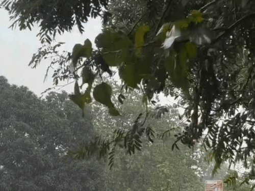 गोंडा में 24 घंटे में 50 मिमी से ज्यादा बारिश:तापमान 7 डिग्री गिरकर 23 पर पहुंचा, 24 घंटे का अलर्ट