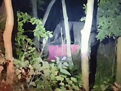 पीलीभीत में जंगल में पहुंचा नेपाली हाथियों का झुंड:धान-गन्ने की फसल को नुकसान का डर, वन विभाग से गश्त बढ़ाने की मांग की
