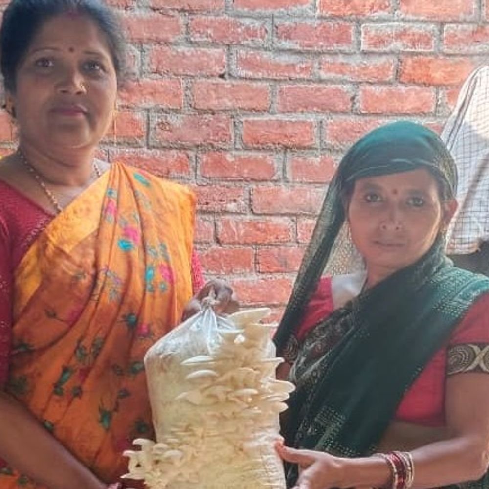 महिलाओं ने किया मशरूम उत्पादन:मास्टर ट्रेनर सुधा देवी ने समूह की महिलाओं जैविक खेती के लिए किया जागरूक