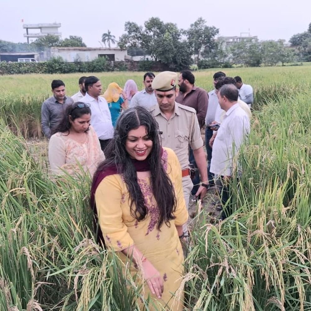 जिलाधिकारी ने धान की क्रॉप कटिंग का निरीक्षण किया:गिरधरपुर में किसानों से संवाद कर फसल उत्पादन का परीक्षण कराया