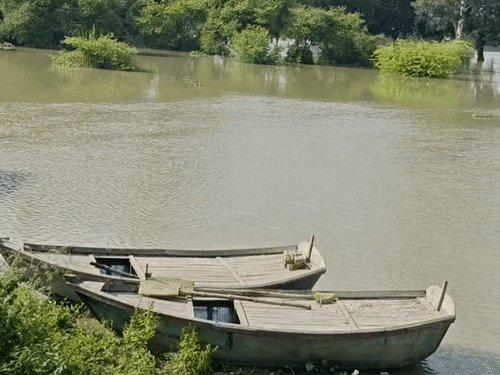 कन्नौज में गंगा नदी फिर खतरे के निशान के करीब:कटरी गांवों में दोबारा जलभराव, खेत-रास्ते डूबे; कासिमपुर में नाव बनी सहारा