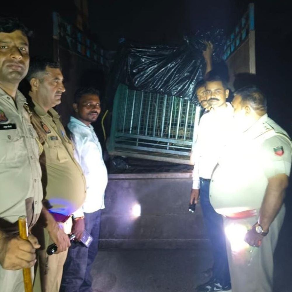मुरादाबाद में पकड़ा गया 25 वां तेंदुआ:राजूपुर मिलक गांव में पिंजरे में कैद हुआ,4 ग्रामीणों की एक चुकी है जान