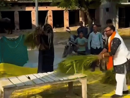 MLC सुरेंद्र चौधरी ने की धान की मड़ाई, वीडियो वायरल:कुर्ता, सदरी और जूता पहन मड़ाई में जुटे, लोग बोले चुनाव नजदीक है
