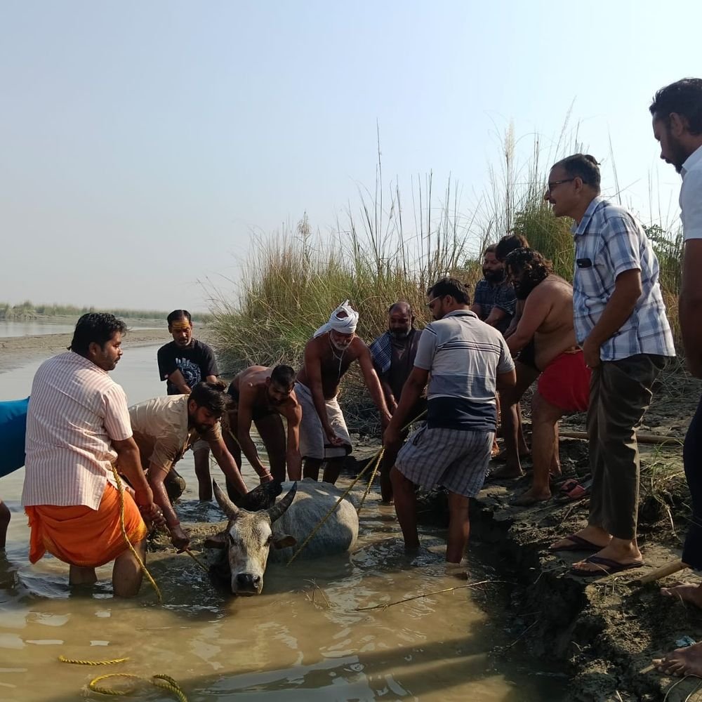गंगा किनारे दलदल में फंसा गोवंश:तीन घंटे की मशक्कत के बाद जेसीबी से निकाला बाहर