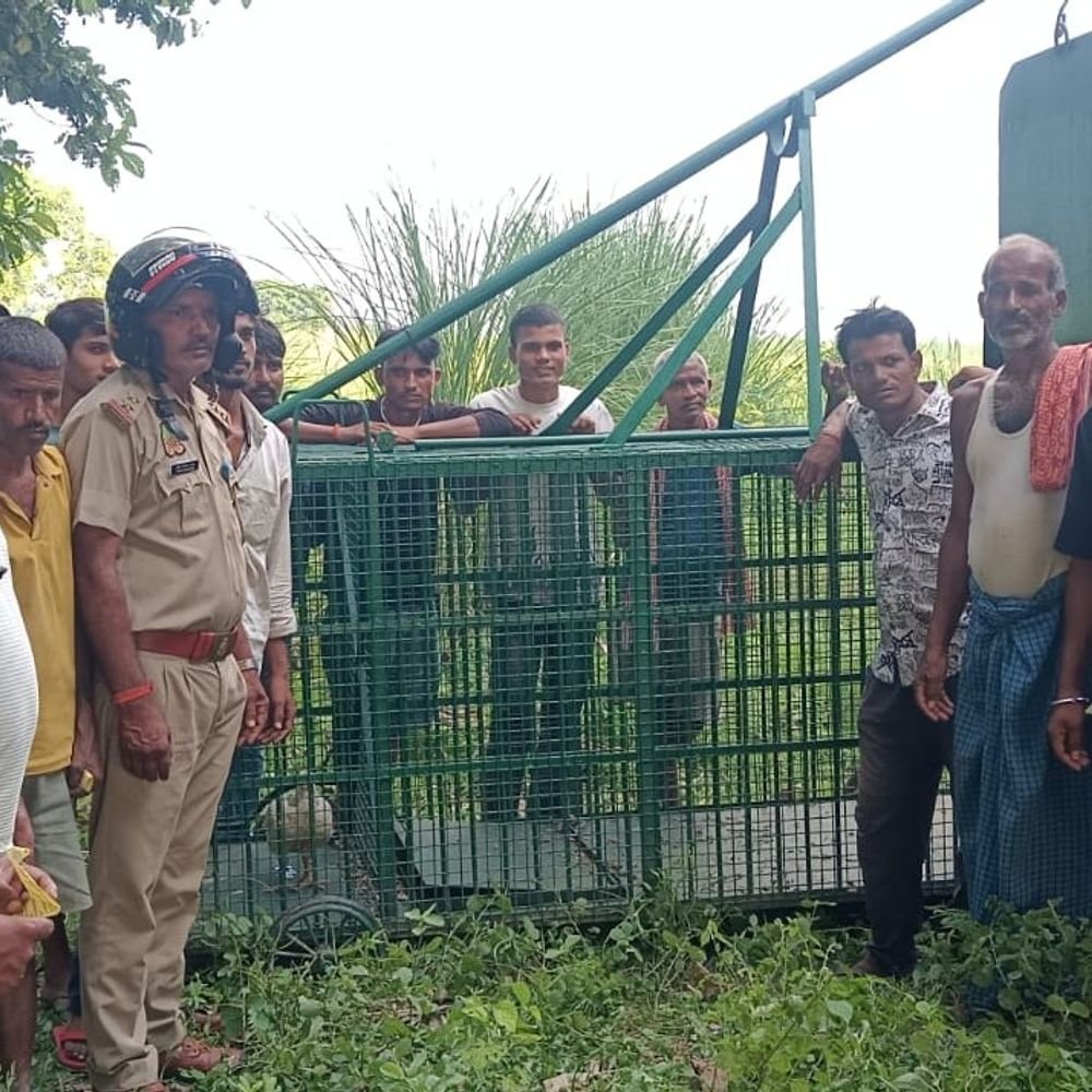 प्रयागराज में मकान की बाउंड्री कूदकर घुसा तेंदुआ:शोर मचाने पर खेतों की तरफ भागा, 15 दिन से 22 गांवों में दहशत; रातभर जाग रहे ग्रामीण