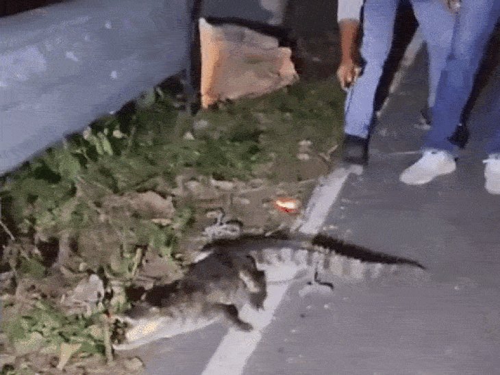लखीमपुर के निघासन में घर के पास पहुंचा मगरमच्छ, VIDEO:वन विभाग ने रेस्क्यू कर सरयू नदी में छोड़ा, लोगों ने ली राहत की सांस