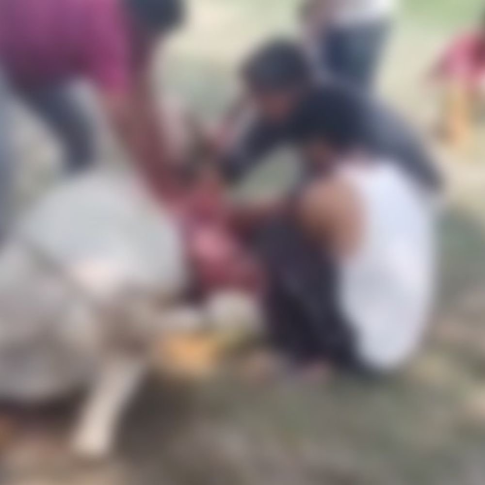सांड ने सींग मारकर गर्भवती घोड़ी का पेट फाड़ा:गर्भ में पल रहे बच्चे की मौत, बदायूं में घर के बाहर बंधी थी घोड़ी; हालत गंभीर