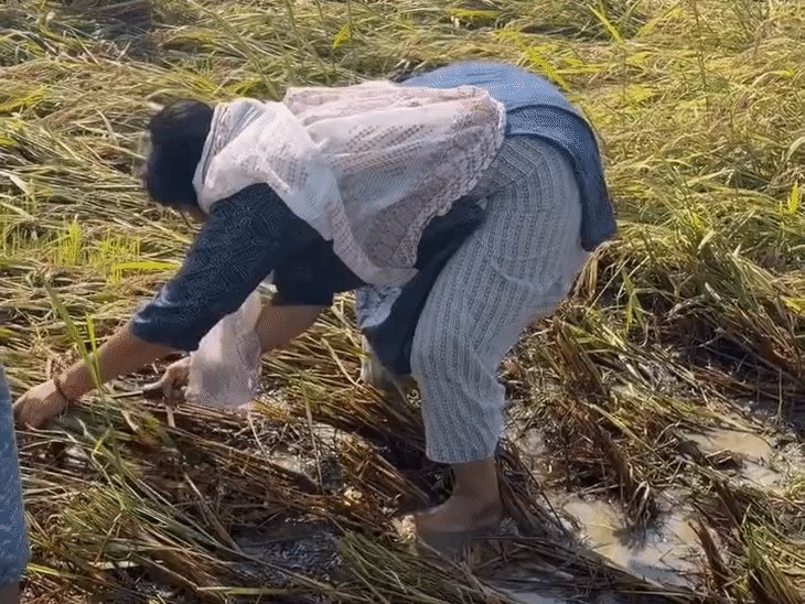 सपा विधायक इंद्राणी वर्मा ने खेत में धान काटा:श्रावस्ती में बोलीं- पहले किसान की बेटी, फिर विधायक