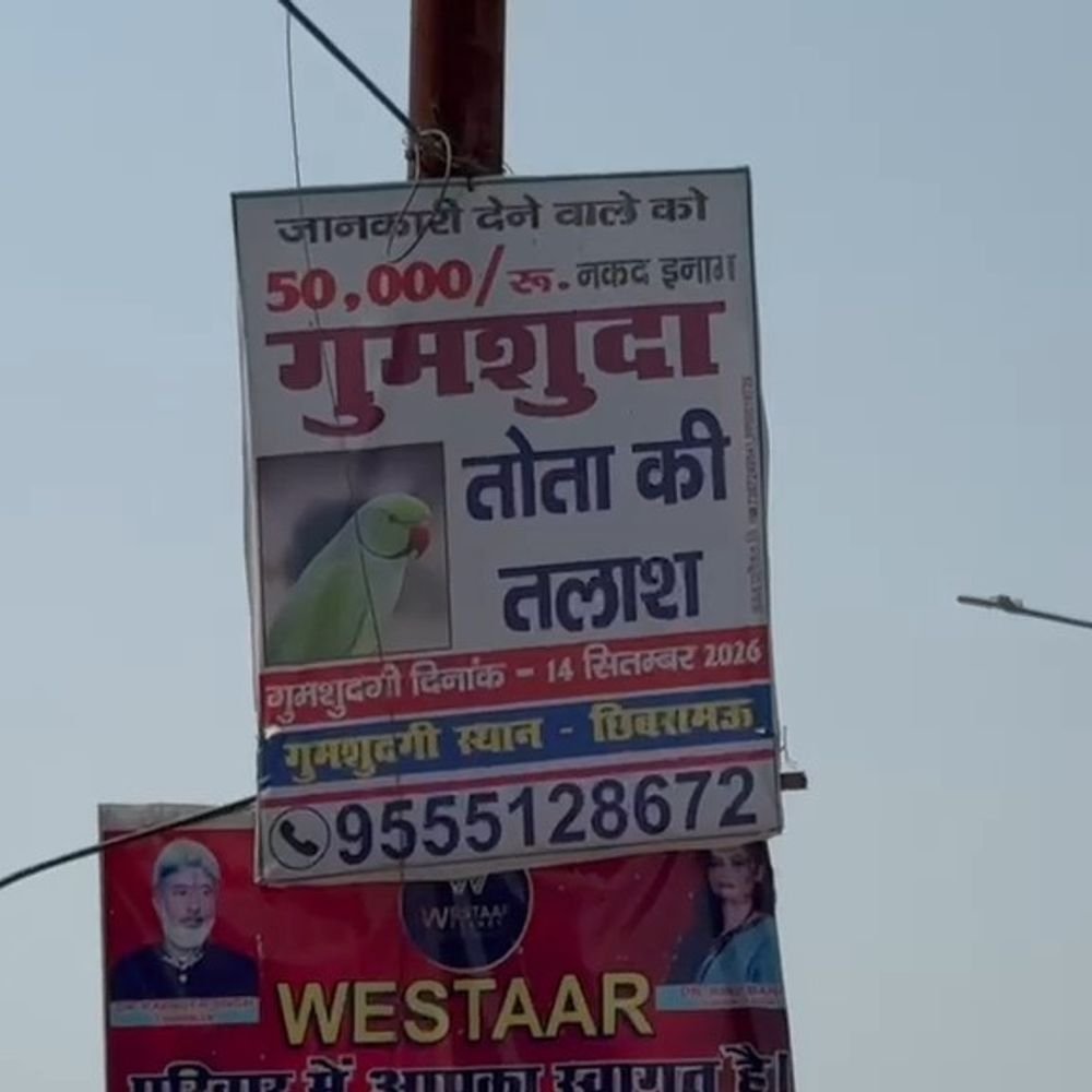 कन्नौज में तोता ढूढ़ने वाले को 50 हजार का ईनाम:छिबरामऊ में तोता लापता होने से युवक परेशान, शहर में लगवाईं ईनाम की होर्डिंग्स