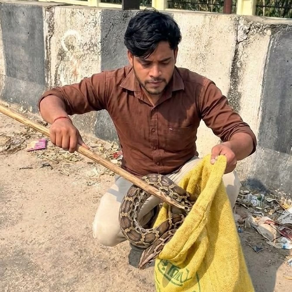 10 फीट का अजगर हाईवे पर मिला,दो युवकों ने बचाया:बाराबंकी-बहराइच हाईवे पर वाहनों की रफ्तार थमी, वन विभाग नहीं पहुंचा तो जंगल में छोड़ा
