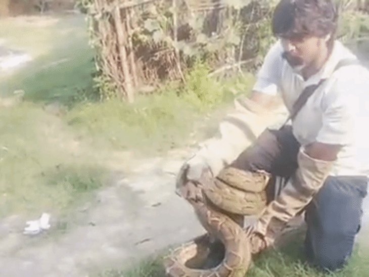 रेस्क्यू के दौरान सर्प मित्र के पैर में लिपटा अजगर:गोंडा में कड़ी मशक्कत कर छुड़ाया, रेस्क्यू कर जंगल में ले जाकर छोड़