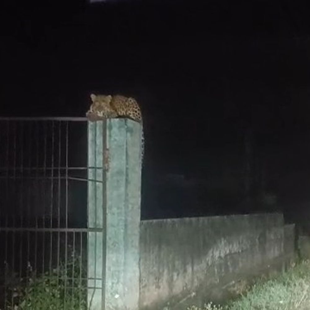 अमरोहा में भाजपा नेता की गाड़ी के सामने आया तेंदुआ:गाड़ी लॉक कर बचाई जान, कैमरे में कैद; दो हफ्ते में 6 बार दिखा तेंदुआ