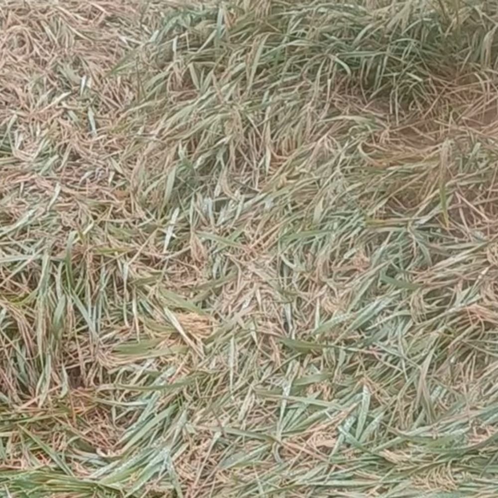 भदोही में 24 घंटे में 35 मिमी बारिश:ठंडी हवाओं से तापमान 4 डिग्री गिरा, खेतों में धान की फसल गिरी