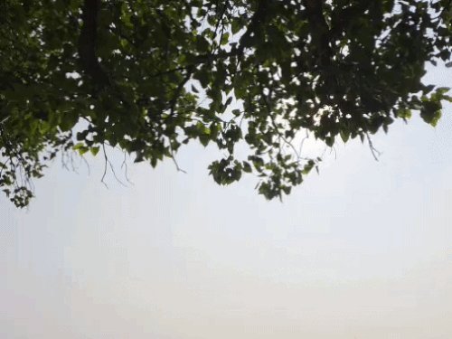 वाराणसी में सुबह-शाम बढ़ेगी ठंड,दिन में तेज धूप:11 अक्टूबर से शुष्क होगा मौसम,किसानों को धान और मक्का की कटाई का वैज्ञानिकों ने दिया सलाह