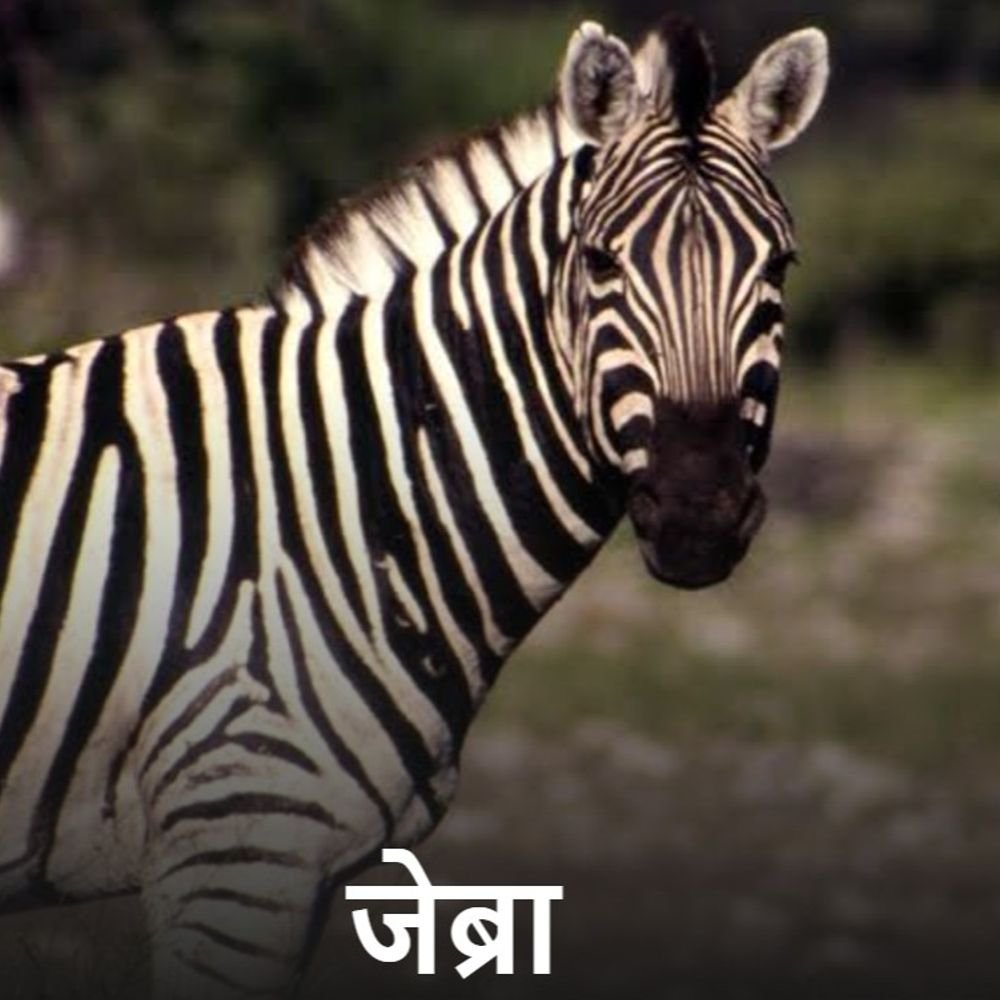 कानपुर चिड़ियाघर में जेब्रा के बच्चे की मौत:जन्म के समय रेड बैग में सफोकेशन की वजह से दम घुटा, 12 साल बाद उम्मीद टूटी